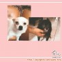 Adopsi Anjing Pom dan Cihuahua Mix
