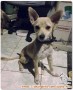 open adopt anjing pom