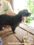 Open Adopt Anjing Poodle mix Pom Jantan