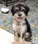 Open Adopt Mix Maltese Puppy