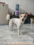 Open Adopt Anjing Mongrel