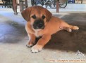 Open Adopsi puppy