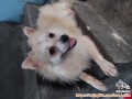 Open adopt Pom Betina Lokasi Purbalingga