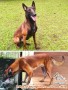 Open Adopt Belgian Malinois For Free