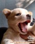 Puppy Kintamani x Golden Retriver