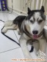 Open Adopt Husky