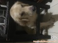 adopsi anjing golden