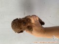 Ready agustus free adopsi toy poodle betina (mata buta)