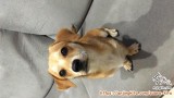 Puppy Dachshund x Pomeranian Bandung