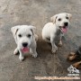 Adopsi Gratis 3 Puppies Mix Small Size