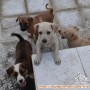 Free adopsi anakan anjing usia 6 minggu