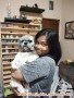 Hibah anjing Shih Tzu