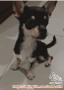 Free adopt chihuahua