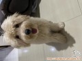 Hibah Anjing Maltipoo