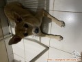 Free adopt anjing kampung mix 4bulan. Sudah vaksin lengkap 3x