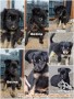 Open Adopt Puppy Mix Minipinscher Lokasi Sekitar Bintaro