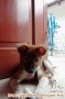 Free adopsi anjing