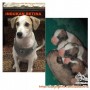 ADOPSI ANJING
