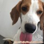FREE ADOPSI BEAGLE JANTAN!