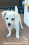 FREE adopt anak pom mix puppies