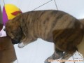 Dihibahkan puppy lucu dengan bulu garis2
