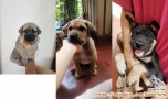 FREE Adopt Puppies