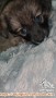 open adopsi puppy 3 bulan, mix pom mix golden kampung