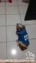 Hibah anjing Shi Tzu betina
