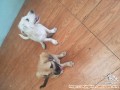 Freee adopsi anjing