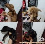Open Adopsi