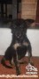 Adopsi anjing cewe