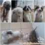 Puppies for Adopt DOB 18 Agust 2021