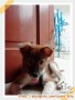 sudah teradopsi anjing
