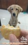 Adopsi Molly-Surabaya