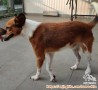 Free adopsi