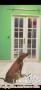 HIBAH PITBULL TERRIER (mix) BETINA