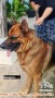 Open adopt german shepherd