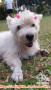 HIBAH ANJING WESTIE TERRIER BETINA