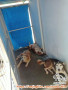 OPEN FREE ADOPTION (GRATIS HIBAH) ANJING BETINA RAS CAMPUR