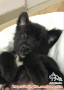 open free adoption mix puppy
