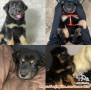 Open Adopt Puppy Khusus Bandung (Golden mix Rottweiler)