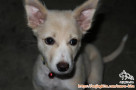 Hibah Anjing Gratis