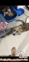 OPEN ADOPT DOGGY BEAGLE MIX SNAUZER