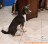 HIBAH anjing baik - Jakarta Pusat