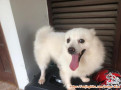 Open Adopsi anjing Pomeranian