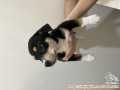 Open Adopt Anjing Betina Puppies