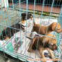 Free adop puppy beagel mix (Surabaya)