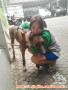 Jasa pengurusan anjing