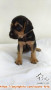 free adopt puppy beagel mix (surabaya)