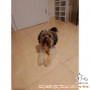 Adopsi Anjing